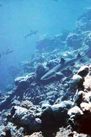 Kwajalein Reef Sharks