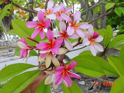 Flowers, Kwajalein, MI