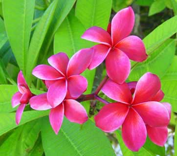 Flowers, Kwajalein, MI