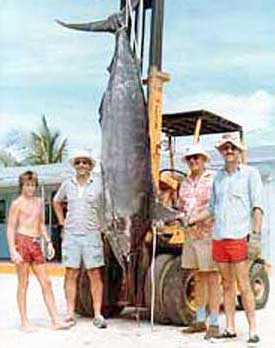 408 lb. Marlin, November 3, 1984